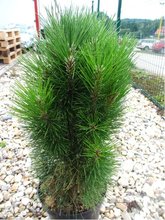 Borovice ern - Pinus nigra GREEN TOWER, C 2 l