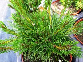 Borovice kleč - Pinus mugo var. Pumilio