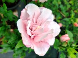 Ibiek syrsk PINK CHIFFON - rov, plnokvt, C 1 l