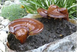 Lesklokorka leskl - Ganoderma lucidum - kolkov sadba