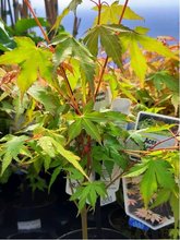 Javor dlanitolistý - Acer palmatum KATSURA