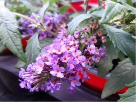 Buddleja davidii SUMMER BIRD PINK - rov