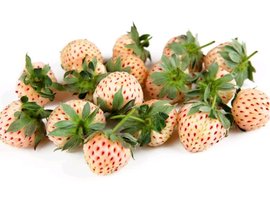 Jahodnk bl ANANAS - 1 sazenice v kontejneru