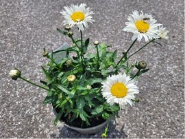 Kopretina - Leucanthemum max. MADONNA