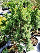 Jalovec upinat - Juniperus squamata BLUE COMPACT