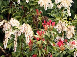 Pieris japonsk - Pieris jap. MOUNTAIN FIRE, C 2 l