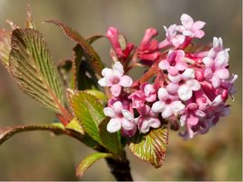 Kalina - Viburnum burkwoodii