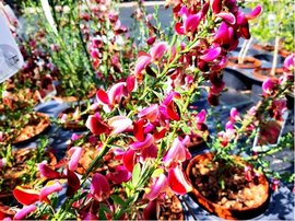 ilimnk - Cytisus JOHNSONS CRIMSON - rovoerven, C 1,5 l