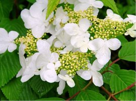 Kalina japonsk - Viburnum plicatum MARIESII - kmen 100cm