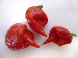 Chilli paprika CAROLINA REAPER