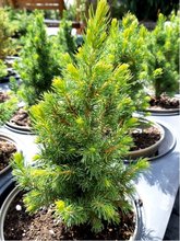 Smrk siv - Picea glauca J. W. DAISYS WHITE, C 2 l