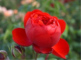 Růže ROSEN GARTEN - polyantka, červená
