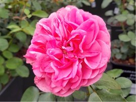 Růže DI LEONARDO - polyantka, růžová