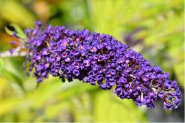 Buddleja davidii NANHO BLUE - modr, C 1,4 l