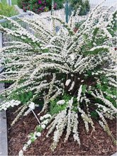 Tavolník bílý - Spiraea nipponica SNOWMOUND, K 9x9cm