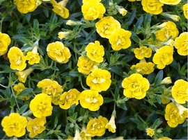 Million Bells sel Mini Famous Neo Double Yellow 23 - lut, plnokvt