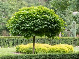 Katalpa trubaovit - Catalpa bignonioides NANA - kmen 150 cm