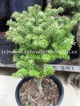Jedle korejsk - Abies koreana FLIEGENDE UNTERTASSE, C 5 l