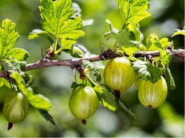 Angret CRISPA GREENLING - keov, zelen