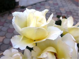 Růže BIG WHITE - velkokvětá, bílá
