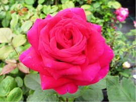 Růže PURPLE ROSE - velkokvětá, fialová