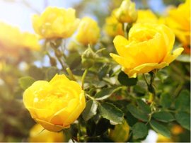 Růže GOLD RIVER - polyantka, sytě žlutá