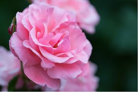 Růže MILROSE - polyantka, růžová
