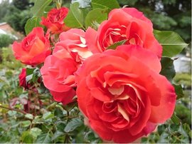 Růže SWEET CHERRY - polyantka, třešňově červená