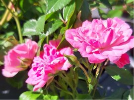 Růže PINK SWANNY - půdopokryvná, růžová