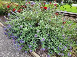 Oechoplodec - Caryopteris cland. FERNDOWN, C 2 l