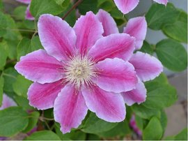 Clematis PINK BEAUTY - rov, C 1,6 l