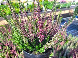 Ves obecn - Calluna vulg., C 1 l