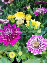 Osteospermum plnokvt, K11