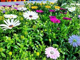 Osteospermum - mix barev