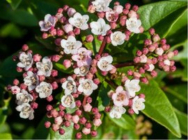 Kalina modroplod - Viburnum tinus EVE PRICE - kmen 80cm