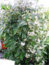 Martej NEW PORT - Eugenia myrtifolia