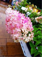 Hortenzie latnat - Hydrangea pan. PINK LADY - blorov