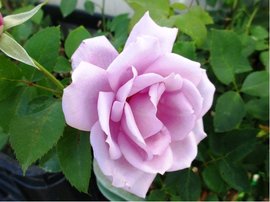 Růže INNOVA - velkokvětá, světle růžovofialová
