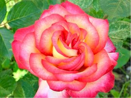 Růže RITTER TRIUMPH - velkokvětá, žlutá s červeným okrajem