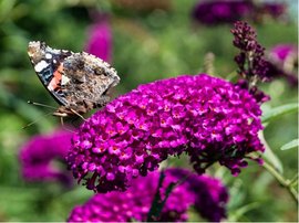 Buddleja davidii NANHO PURPLE - fialov