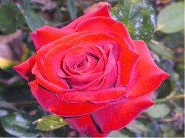 Růže INGRID BERGMAN - velkokvětá, červená