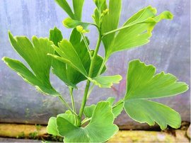 Jinan dvoulalon - Ginkgo biloba BLAGON