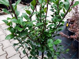 Cesmna  modr - Ilex meserveae HECKENSTAR, C 3 l