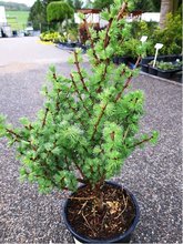 Modn opadav - Larix decidua GLAUCA KALOU, C 3 l