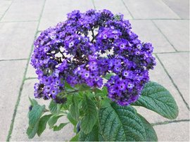 Heliotropium - Vanilkov kek SCENTROPIA DARK BLUE