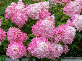 Hortenzie latnat SUNDAE FRAISE - krmov a rov, C 5 l