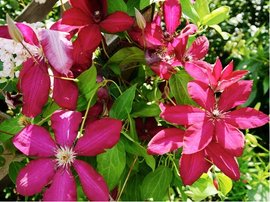Clematis MADAME JULIA CORREVON - rov, C 1,6 l