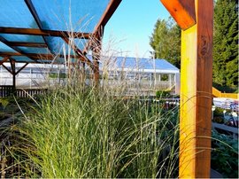 Miscanthus sin. - Ozdobnice nsk FERNER OSTEN, C 2 l