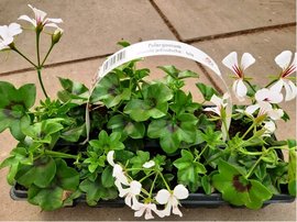 Pelargonie 10 pack - jednoduch, bl