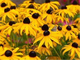 Tapatka ziv - Rudbeckia fulg. GOLDSTRUM